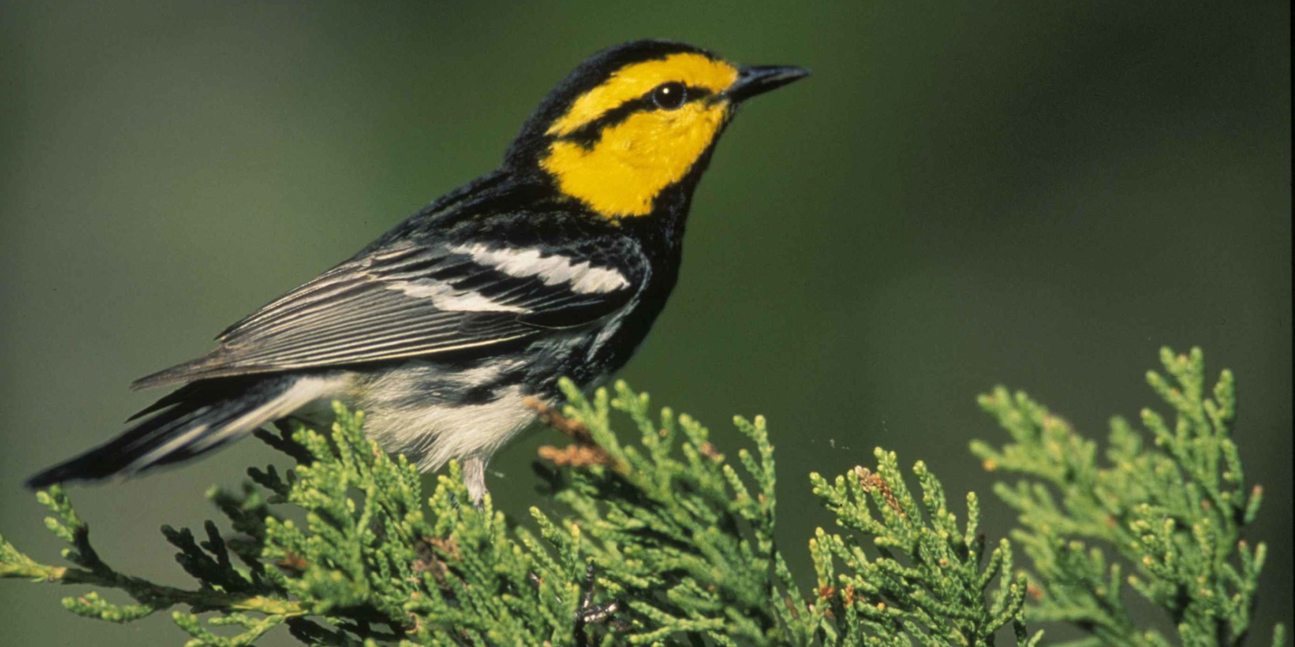 Golden-cheeked Warbler Golden-cheeked Warbler