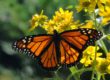 Monarch Butterfly