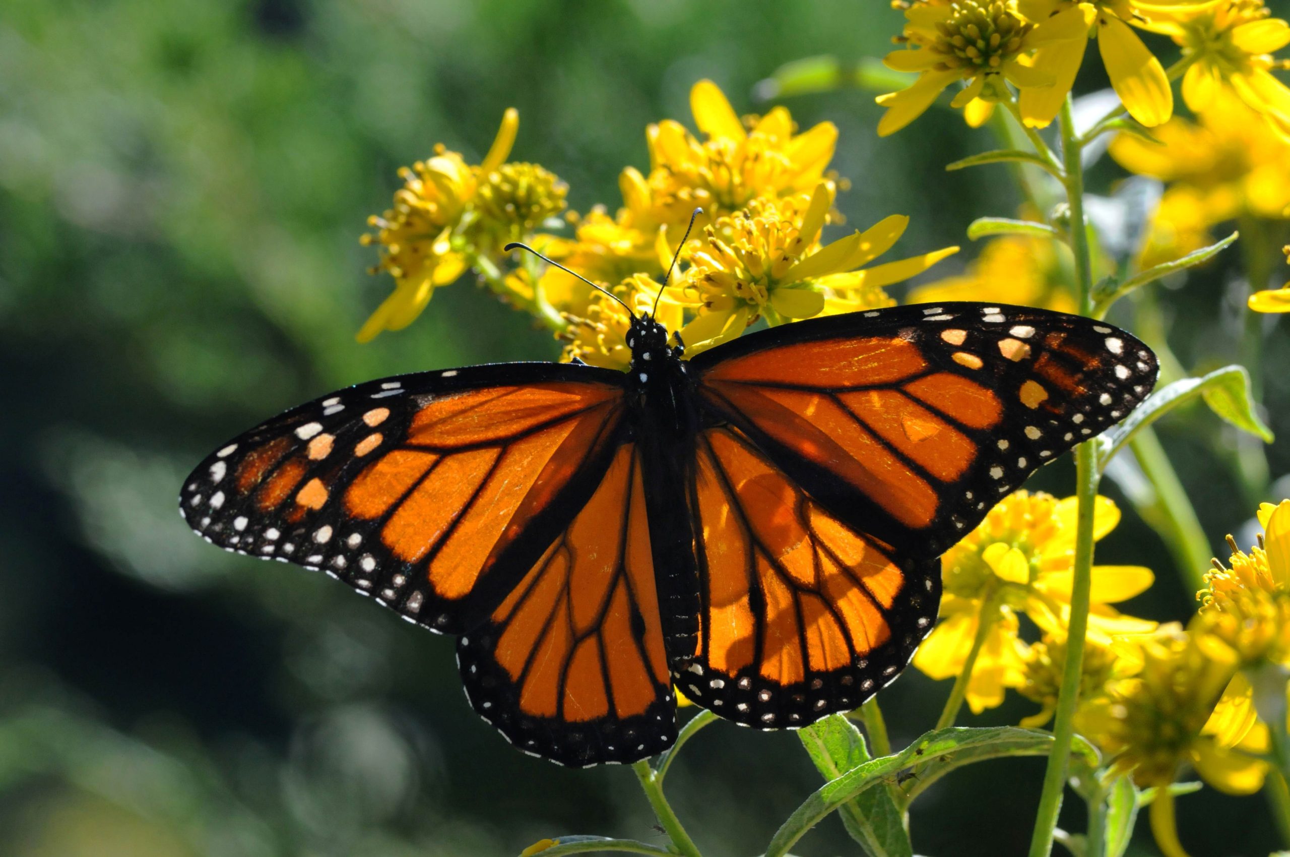 Monarch Butterfly - Guadalupe-Blanco River Authority