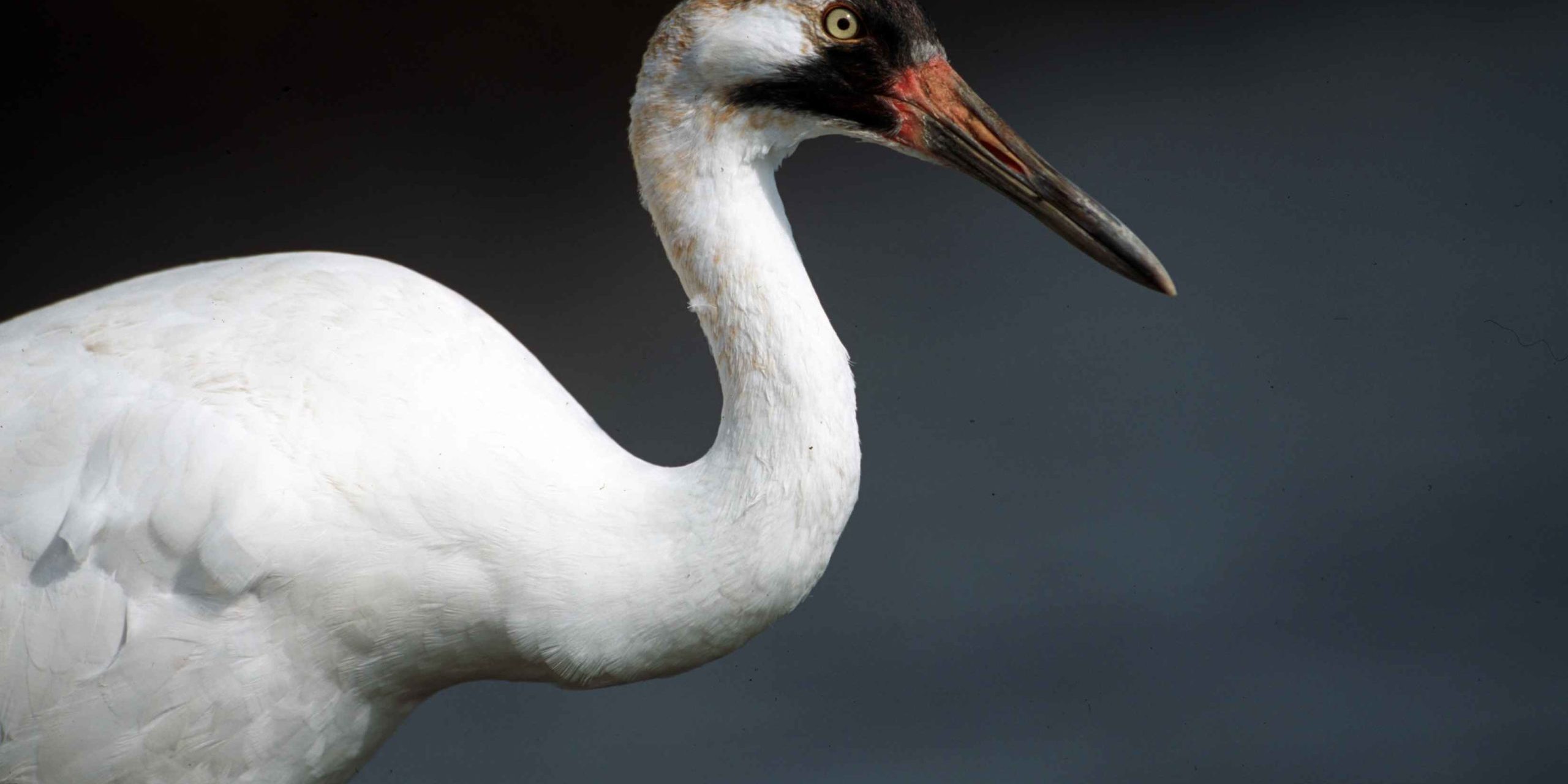 Whooping Crane GuadalupeBlanco River Authority