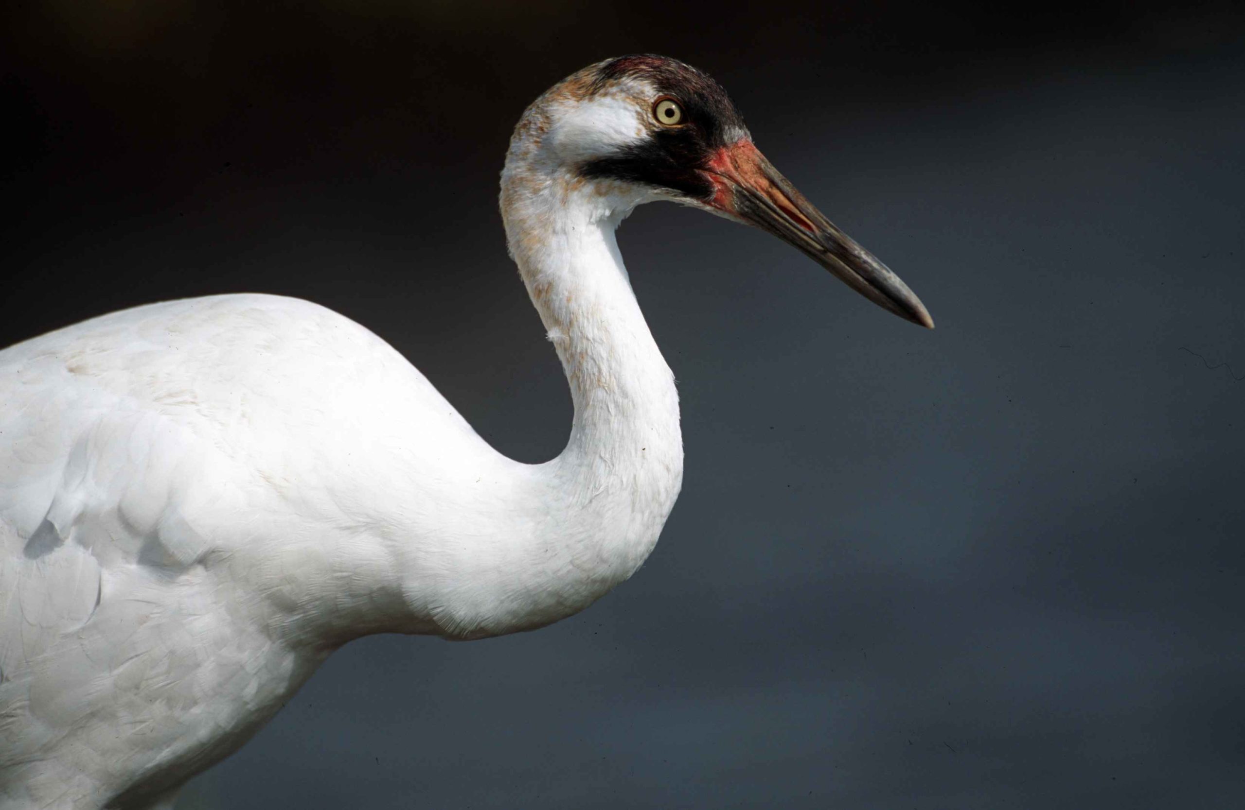 Whooping Crane - Guadalupe-Blanco River Authority